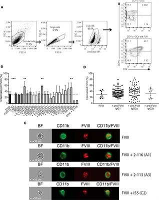 Factor VIII antibody immune complexes modulate the humoral response to factor VIII in an epitope-dependent manner